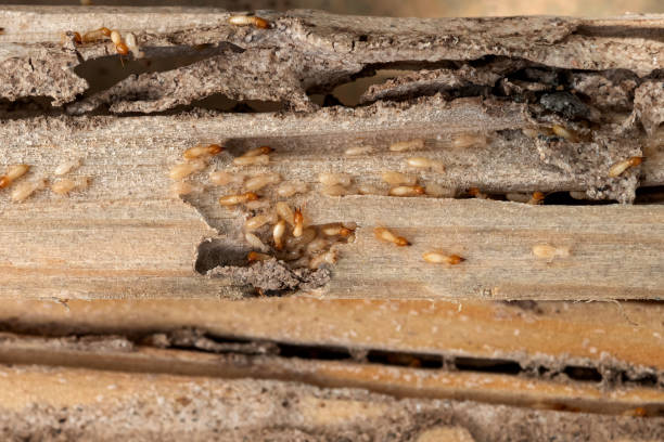 Best Residential Pest Control  in Norcross, GA